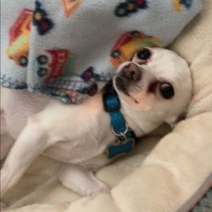 Meet your Posher, Idan